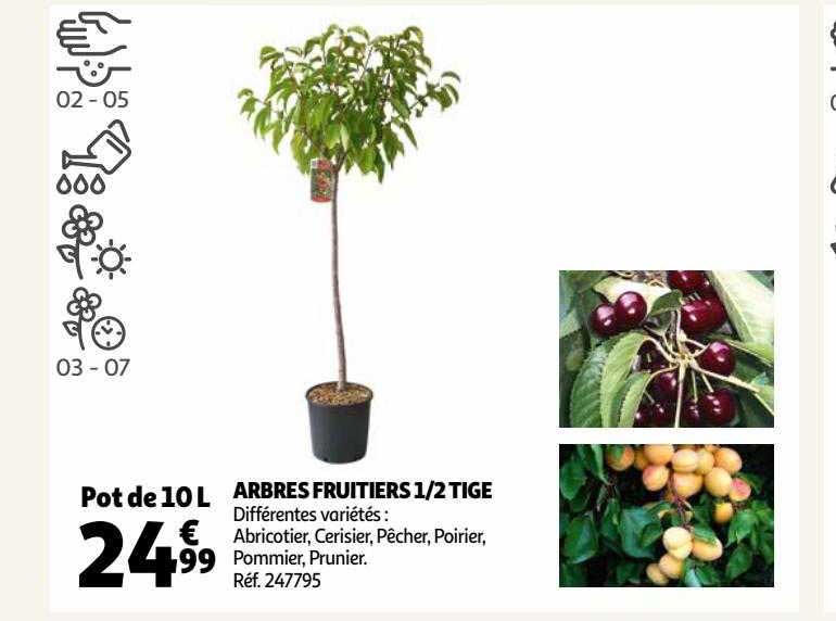arbres fruitiers 1-2 tige