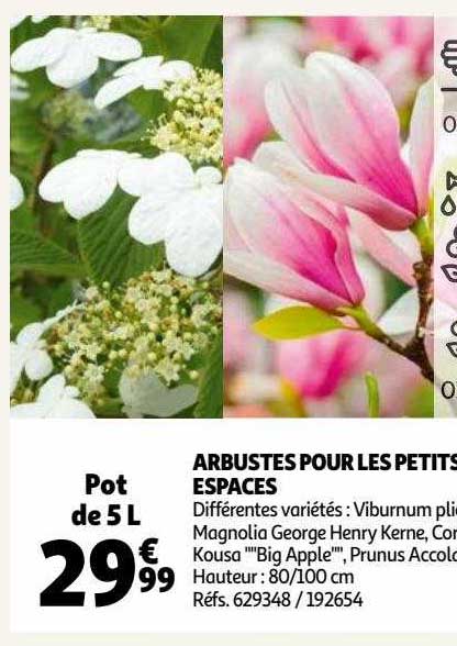 arbustes pour les petits espaces