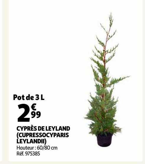 cyprès de leyland (cupressocyparis leylandii)