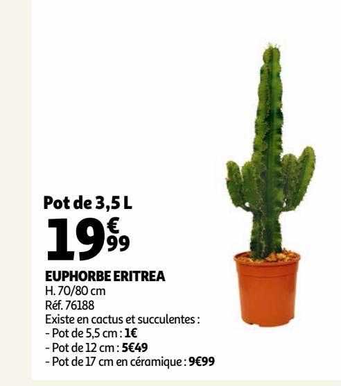 euphorbe eritrea