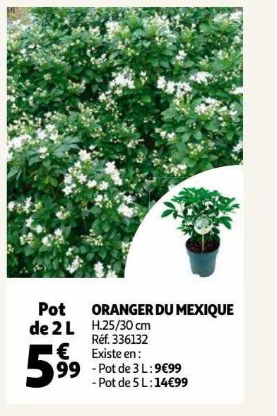 oranger du mexique