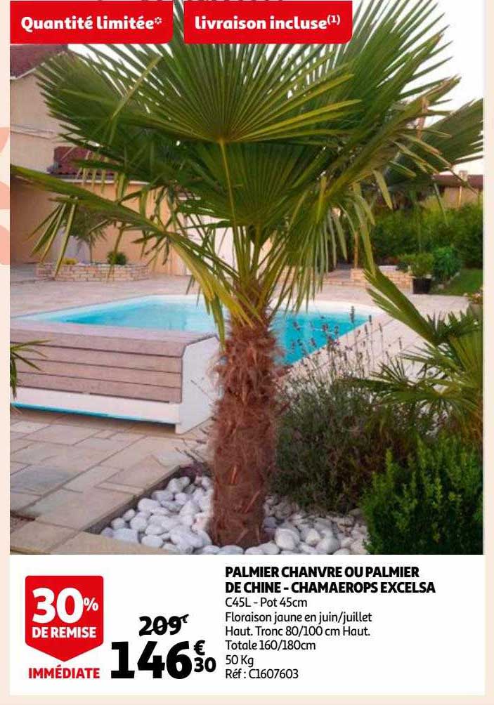 Palmier Chanvre Ou Palmier De Chine - Chamaerops Excelsa