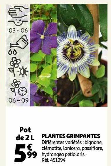 plantes grimpantes