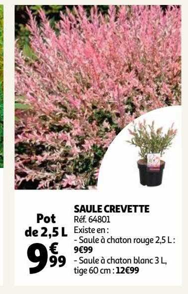 saule crevette