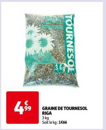 graine de tournesol riga