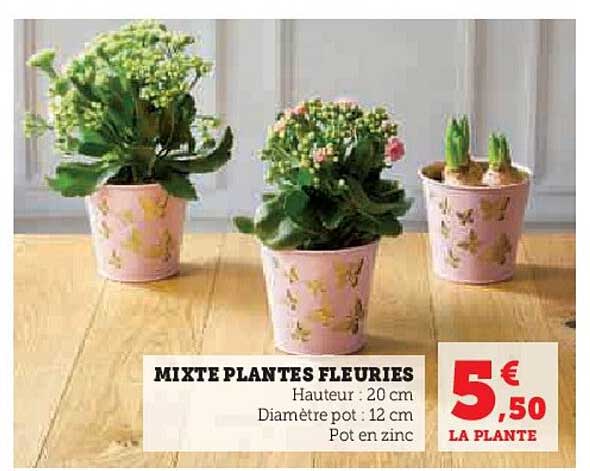 mixte plantes fleuries