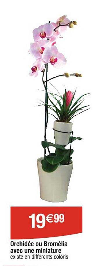 orchidée au bromélia avec une miniature