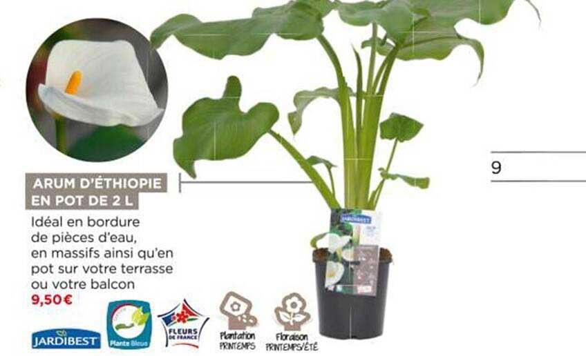 arum d'éthiopie en pot de 2l jardibest