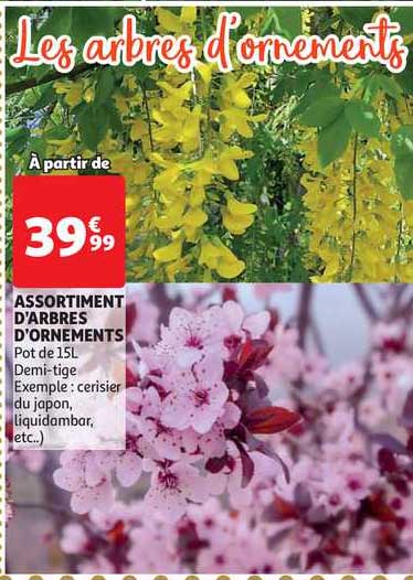 assortiment d'arbres d'ornements
