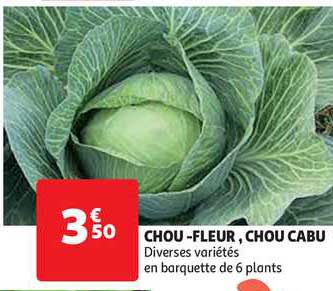 chou-fleur, chou cabu