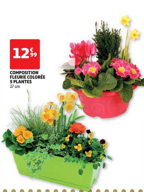 Composition Fleurie Colorée 5 Plantes