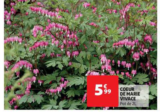 cœur de marie vivace