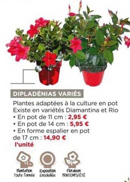 diplandénias variés