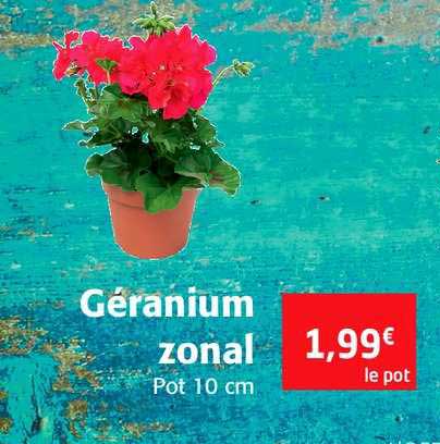 géranium zonal