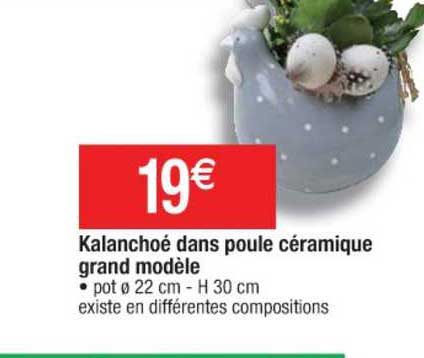 kalanchoé dans poule céramique