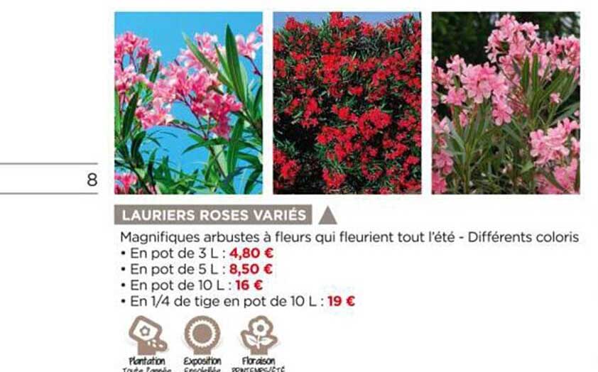 Lauriers Rose Variés