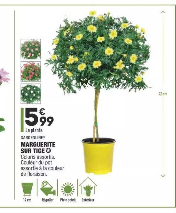 marguerite sur tige gardenline