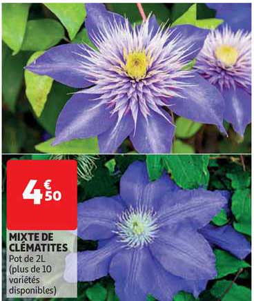 mixte de clématites