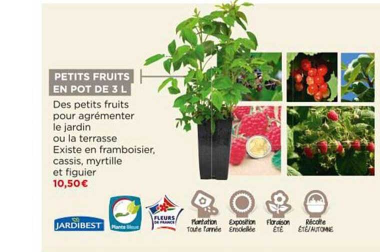 petits fruits en pot de 3l jardibest