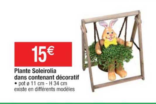 plante soleirolia dans contenant décoratif