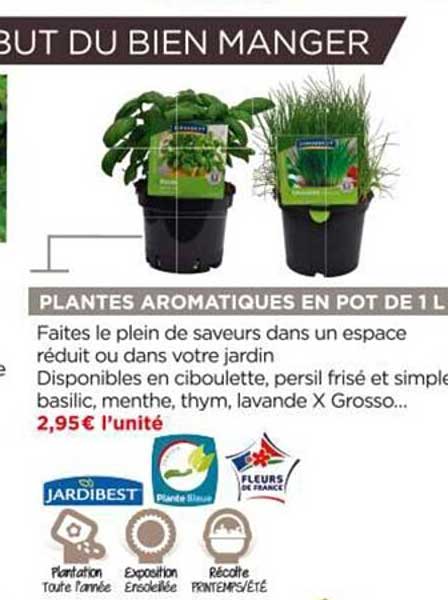plantes aromatiques en pot de 1l jardibest