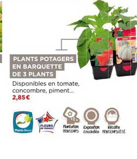 plants potagers en barquette de 3 plants