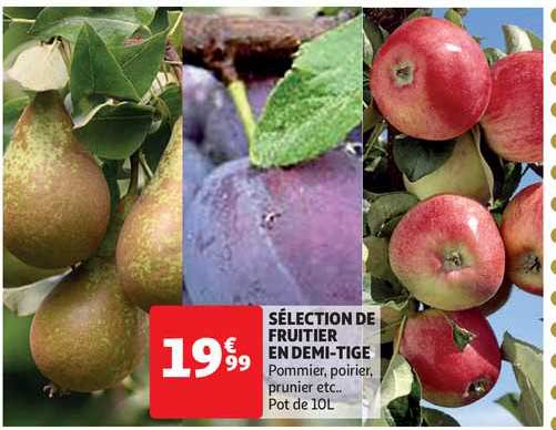 sélection de fruitier en demi-tige