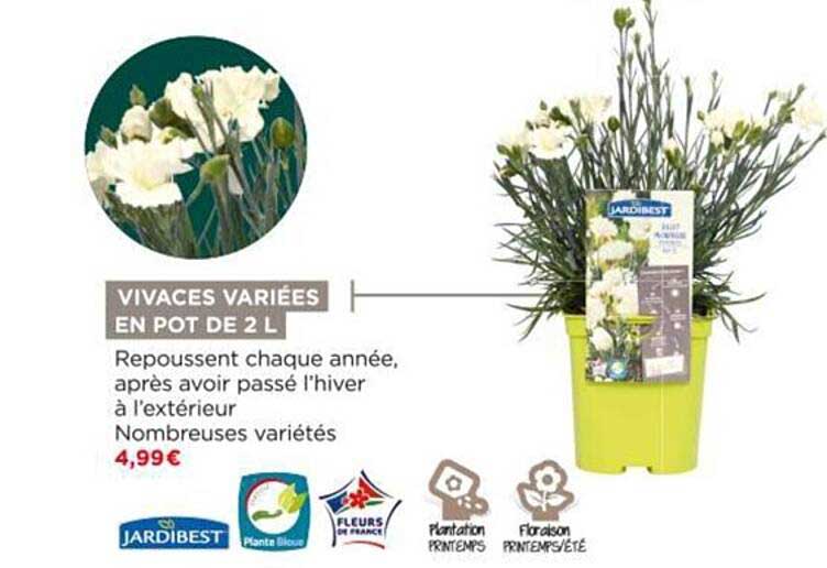 vivaces variées en pot de 2 l jardibest