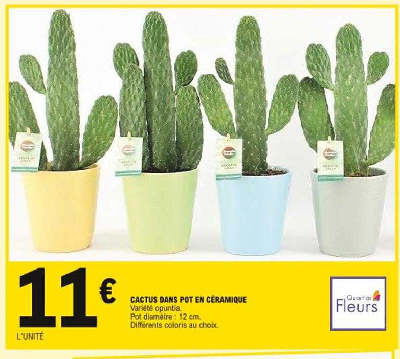 cactus dans pot en céramique