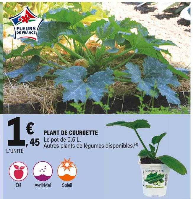 plant de courgette