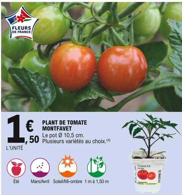 Plant De Tomate Montfavet