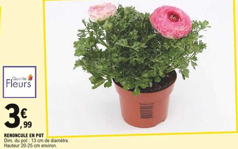 renoncule en pot