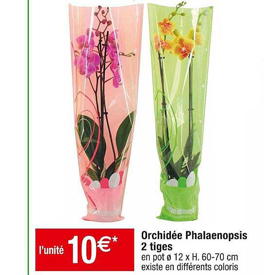 Orchidée Phalaenopsis 2 Tiges