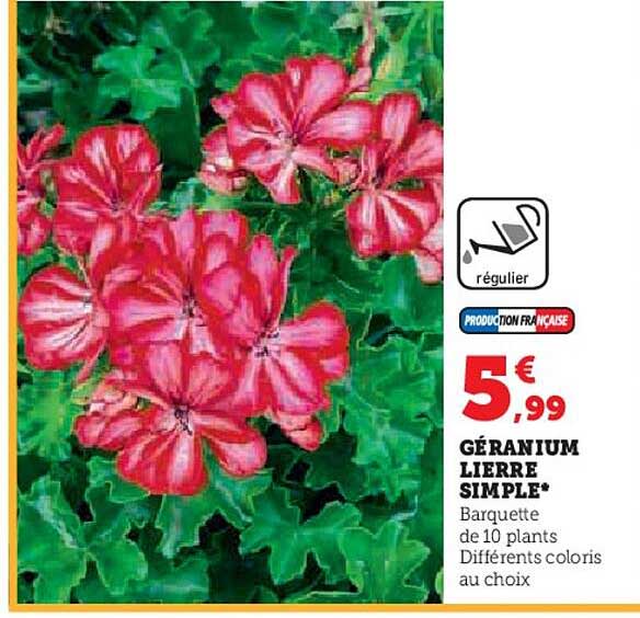 Géranium Lierre Simple