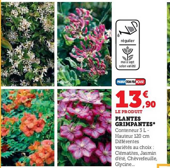plantes grimpantes
