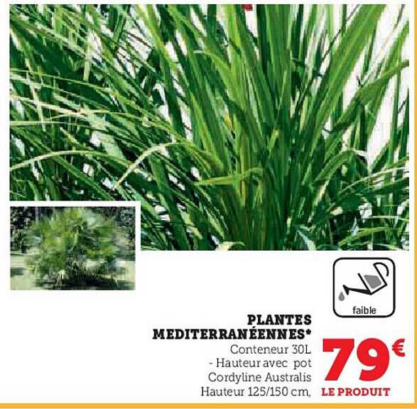 plantes méditerranéennes