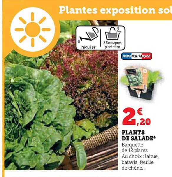 plants de salade