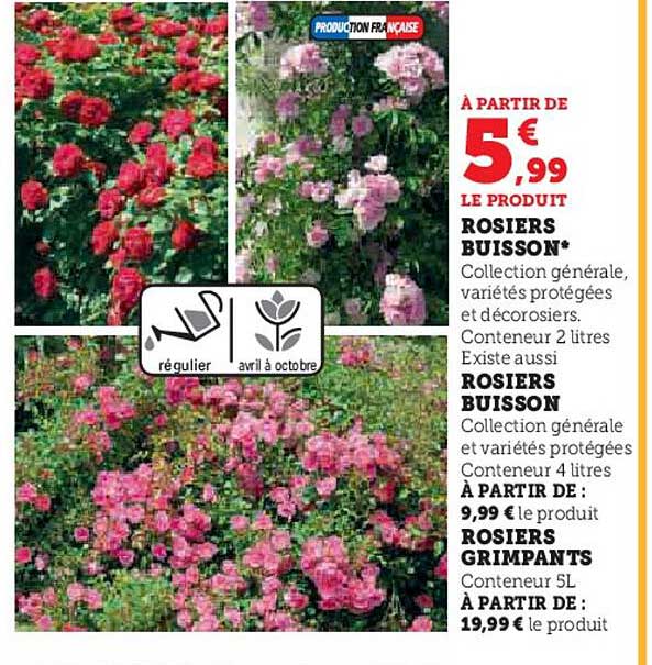 rosiers buisson, rosiers buisson, rosiers grimpants
