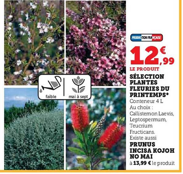 sélection plantes fleuries du printemps, prunus incisa kojoh no mai
