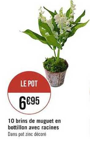 10 brins de muguet en bottillon avec racines