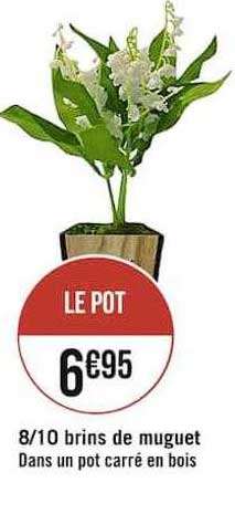 8-10 brins de muguet