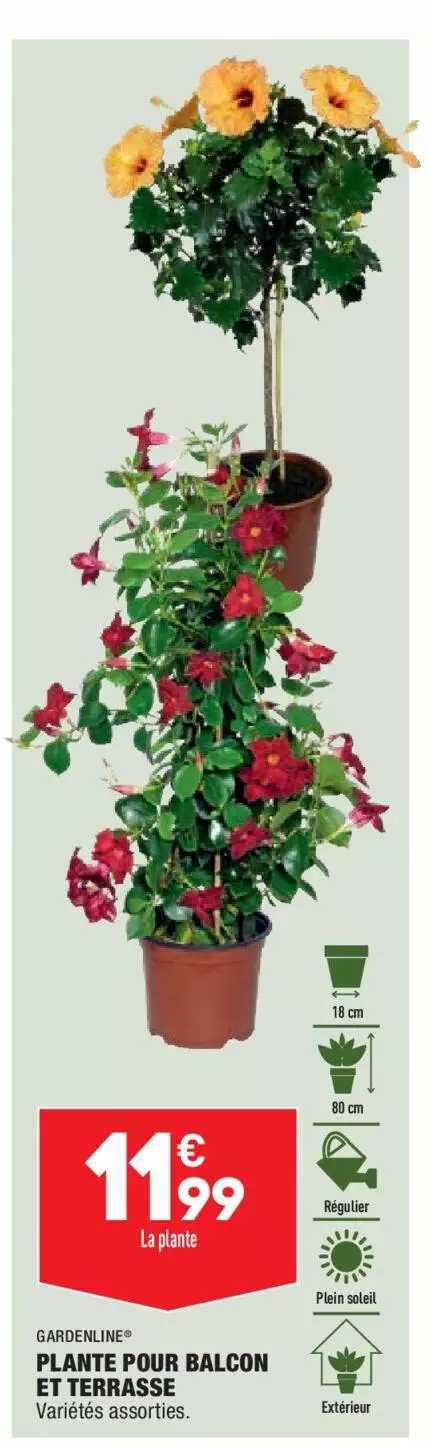 Plante Pour Balcon Et Terrasse Gardenline