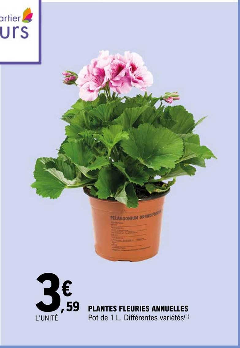 plantes fleuries annuelles