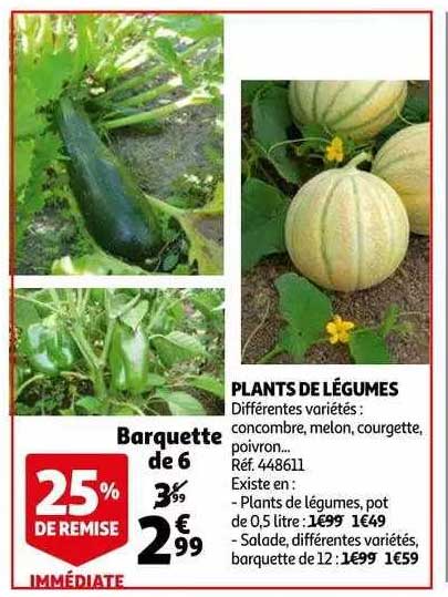 Plants De Légumes