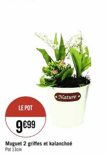 muguet 2 griffes et kalanchoé