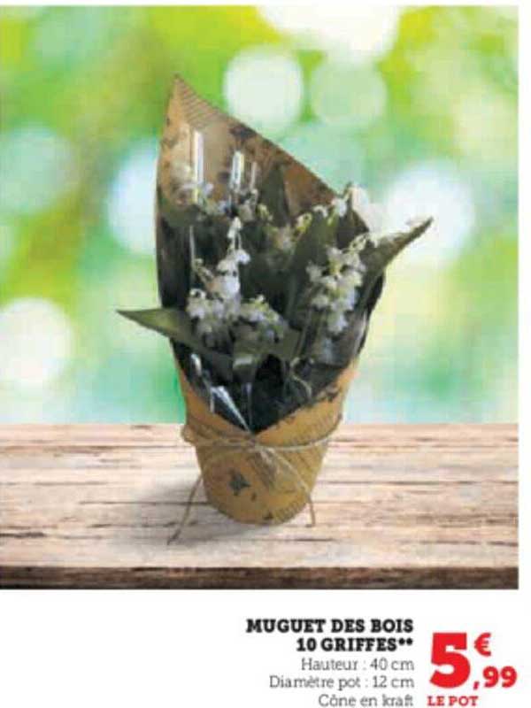 Muguet Des Bois 10 Griffes