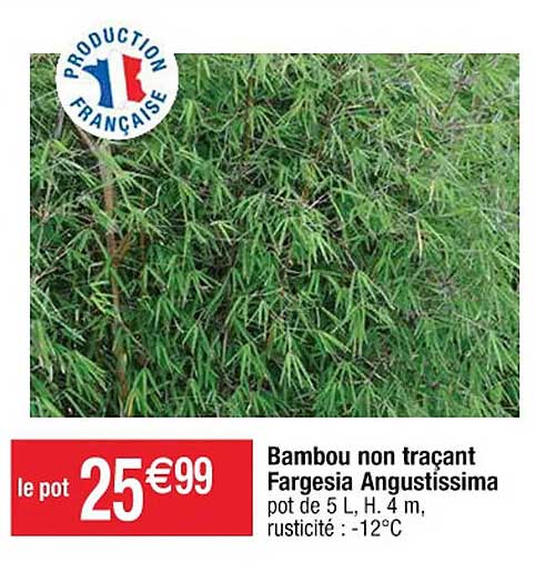 bambou non traçant fargesia angustissima