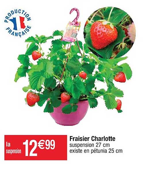 fraisier charlotte