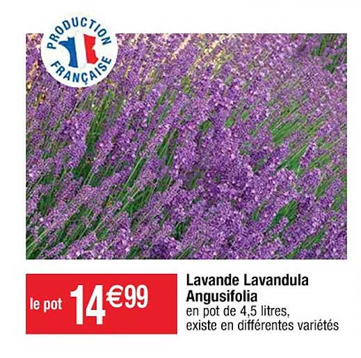 lavande lavandula angusifolia