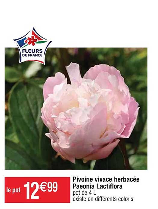 pivoine vivace herbacée paeonia lactiflora